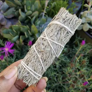 10cm Blue Sage in Nigeria