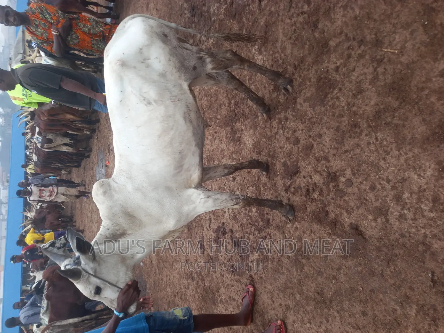 Healthy White Cows