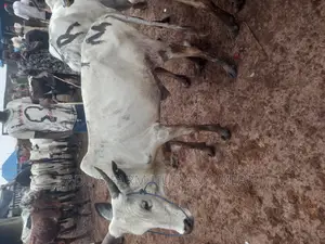 Healthy White Cows