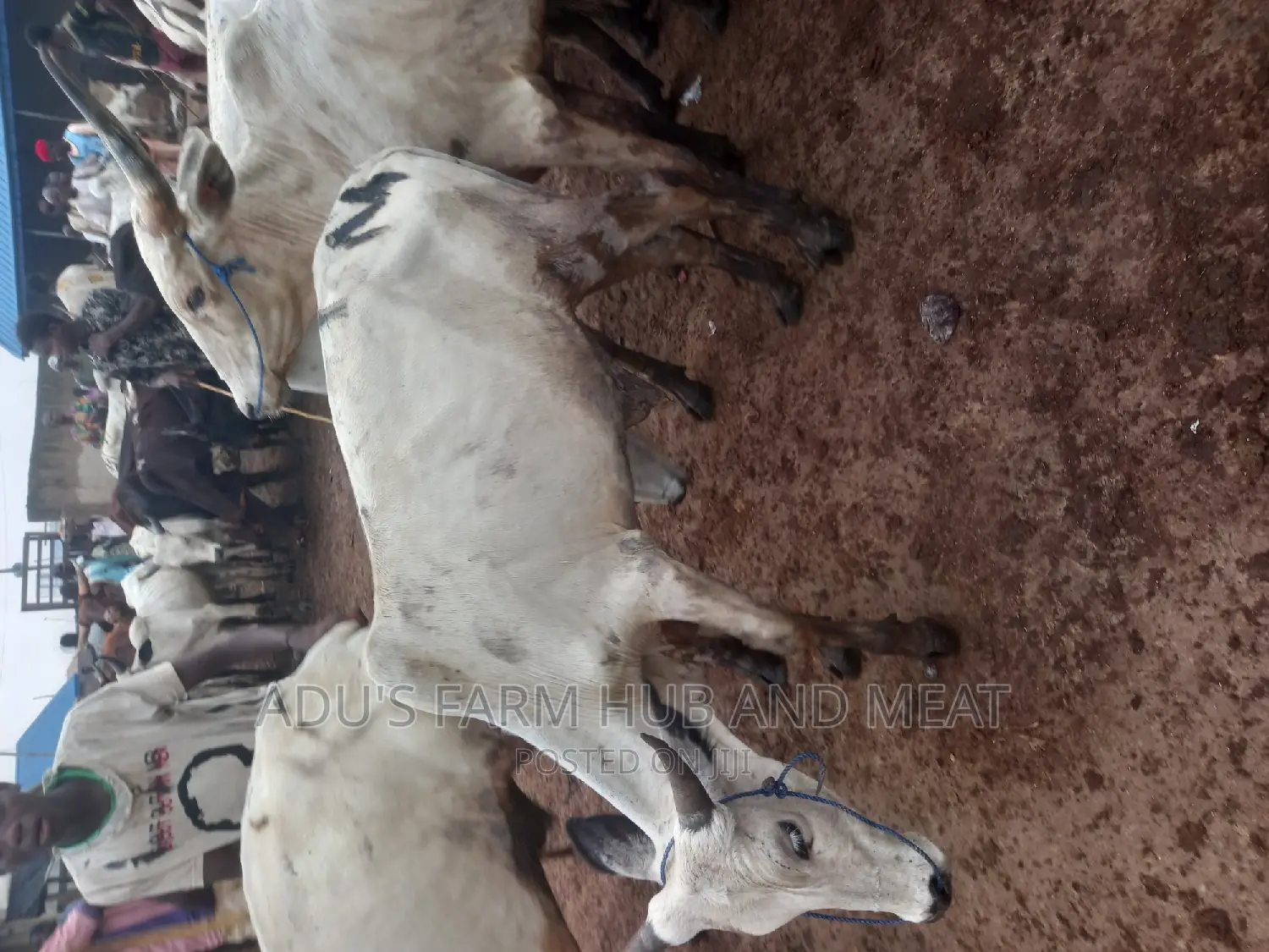 Healthy White Cows