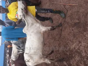 Healthy White Cows
