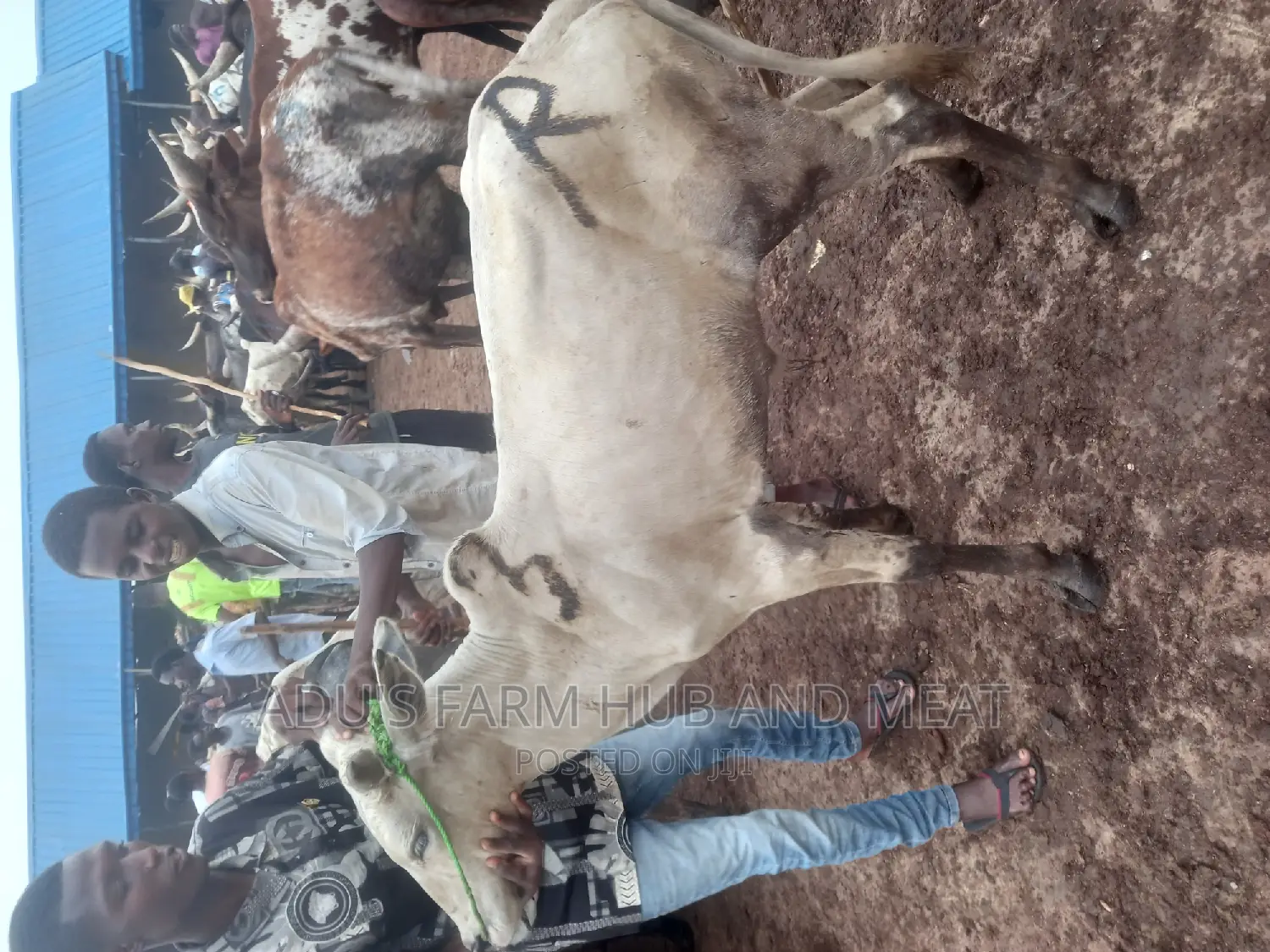 Healthy White Cows