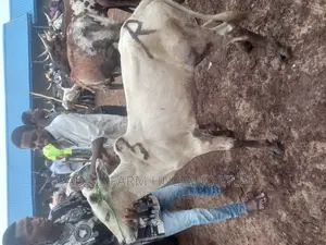 Healthy White Cows