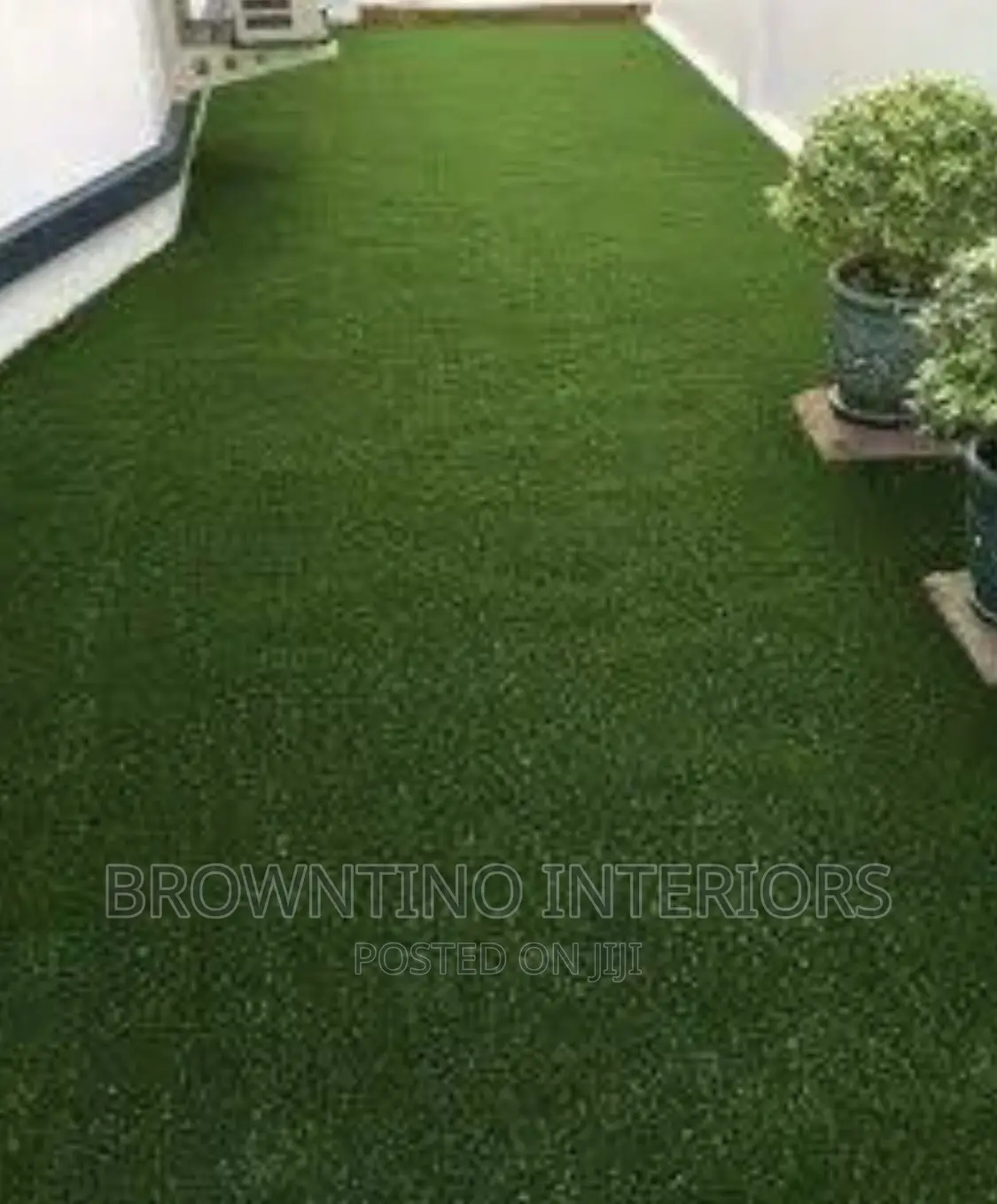 Carpet Grass