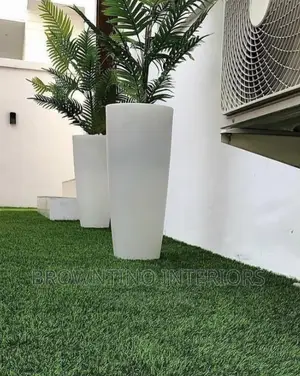 Carpet Grass
