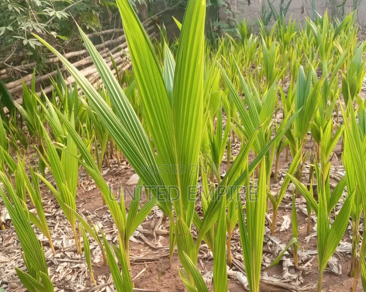 Hybrid Dwarfcoconut Seedlings