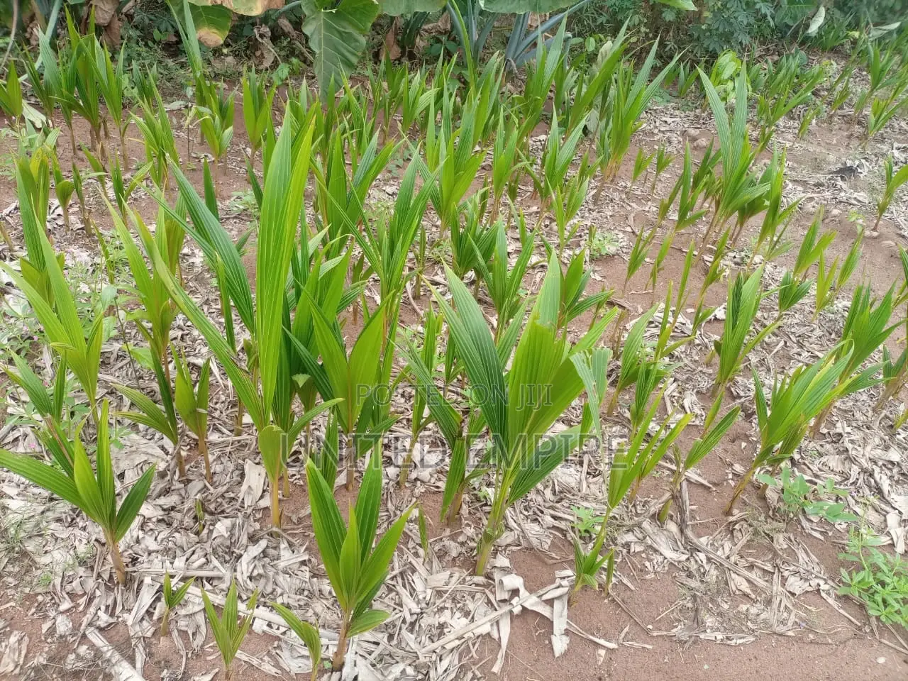 Hybrid Dwarfcoconut Seedlings