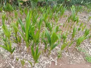 Hybrid Dwarfcoconut Seedlings