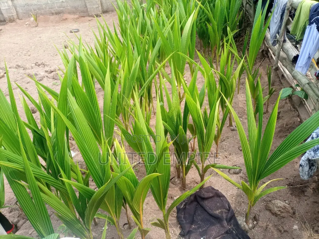 Hybrid Dwarfcoconut Seedlings