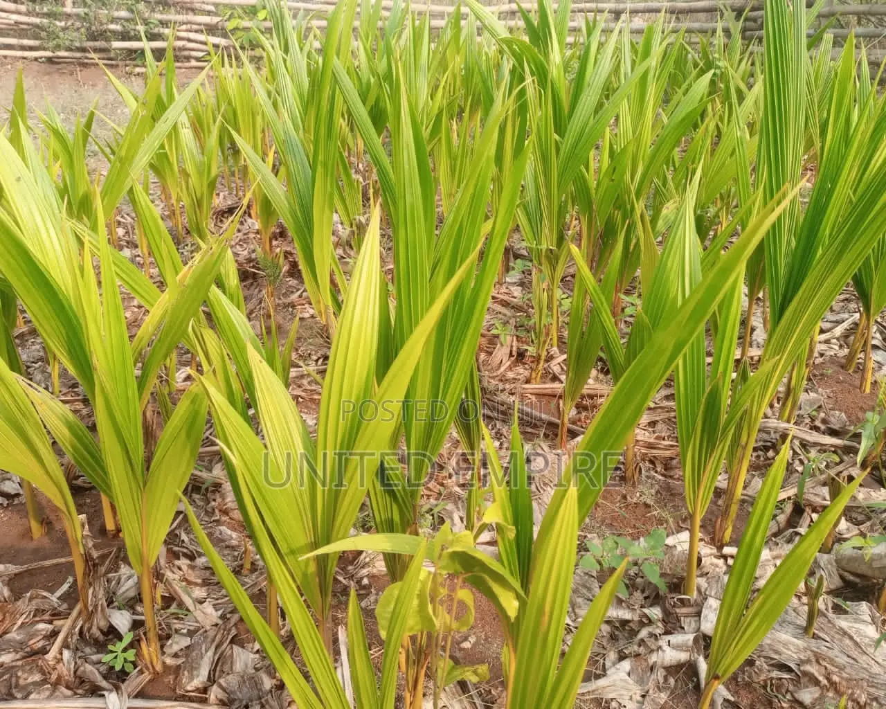 Hybrid Dwarfcoconut Seedlings
