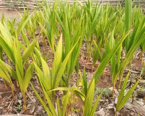 Hybrid Dwarfcoconut Seedlings