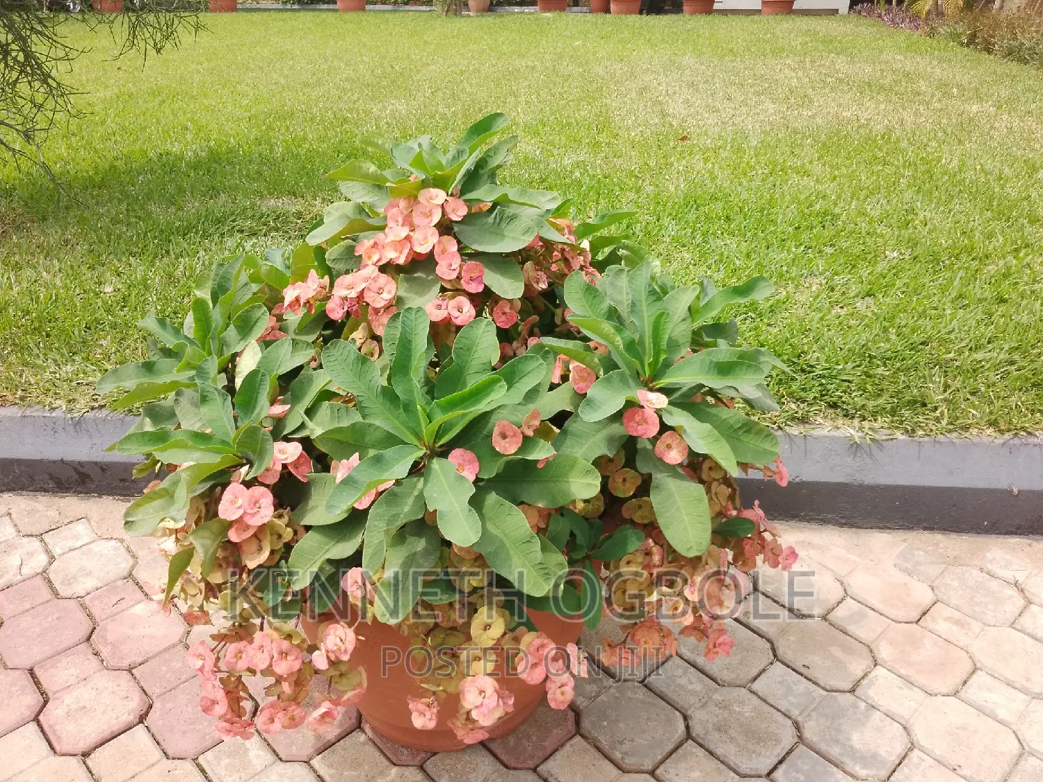 Landscape Design