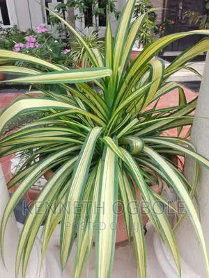 Natural Plants
