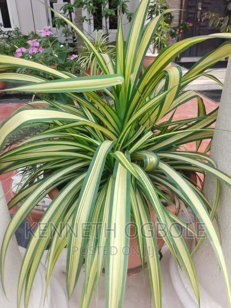 Natural Plants