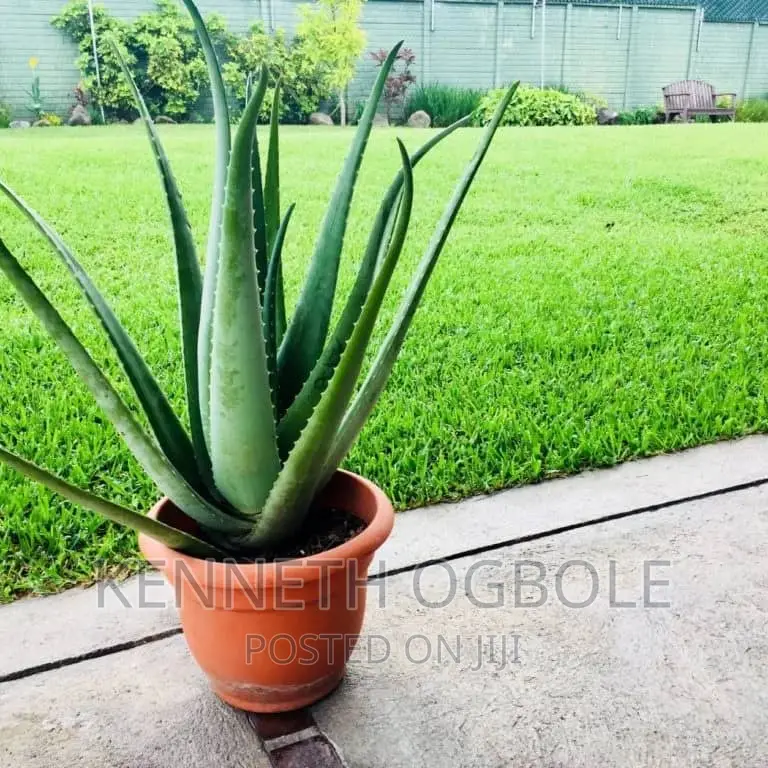 Natural Plants