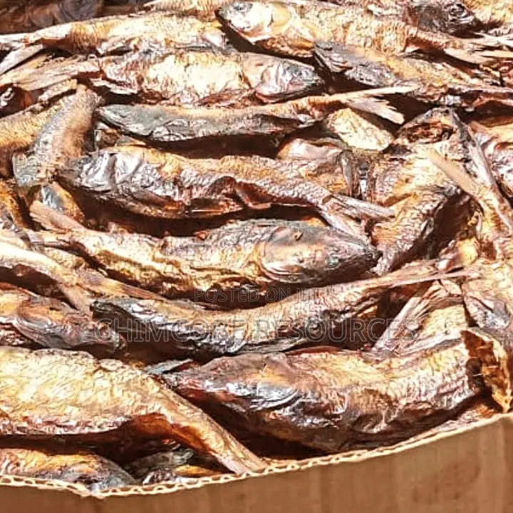 Medium Size Bonga Fish