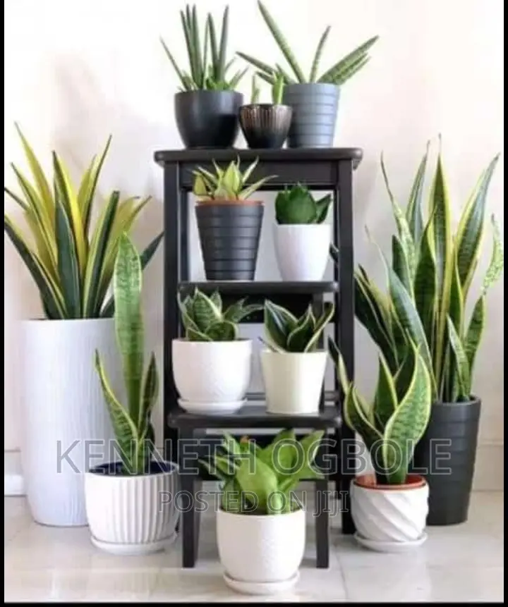 Natural Plants