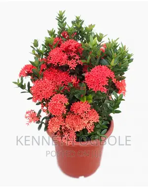 Natural Plants