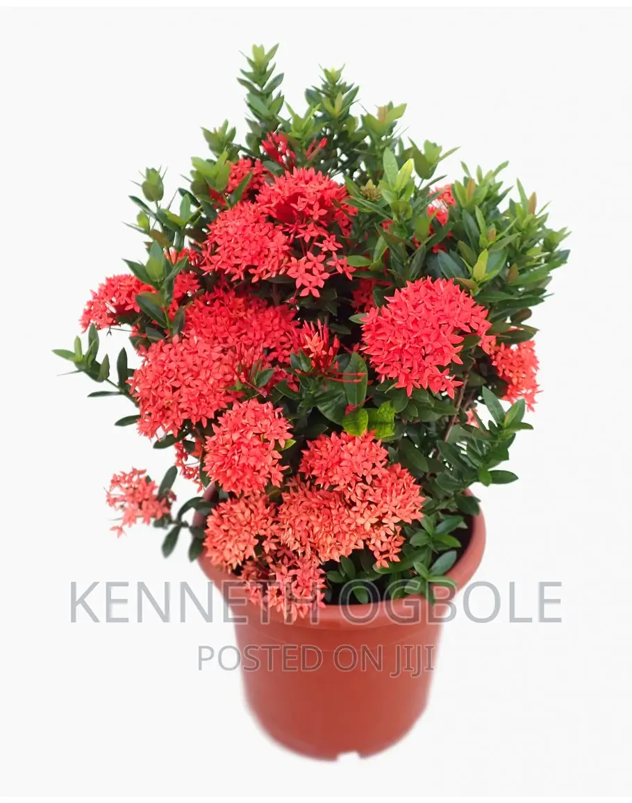 Natural Plants