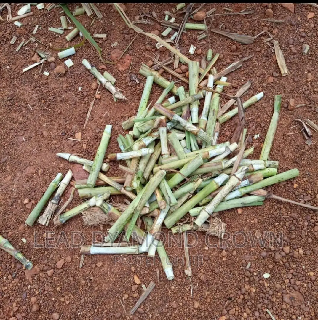 Super Napier Cuttings