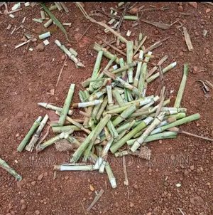 Super Napier Cuttings