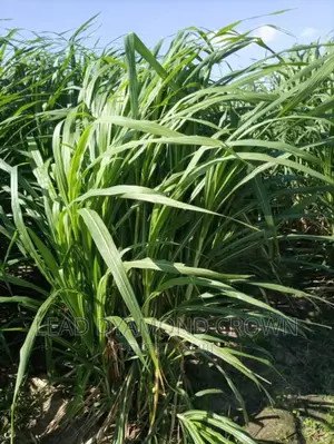 Super Napier Cuttings