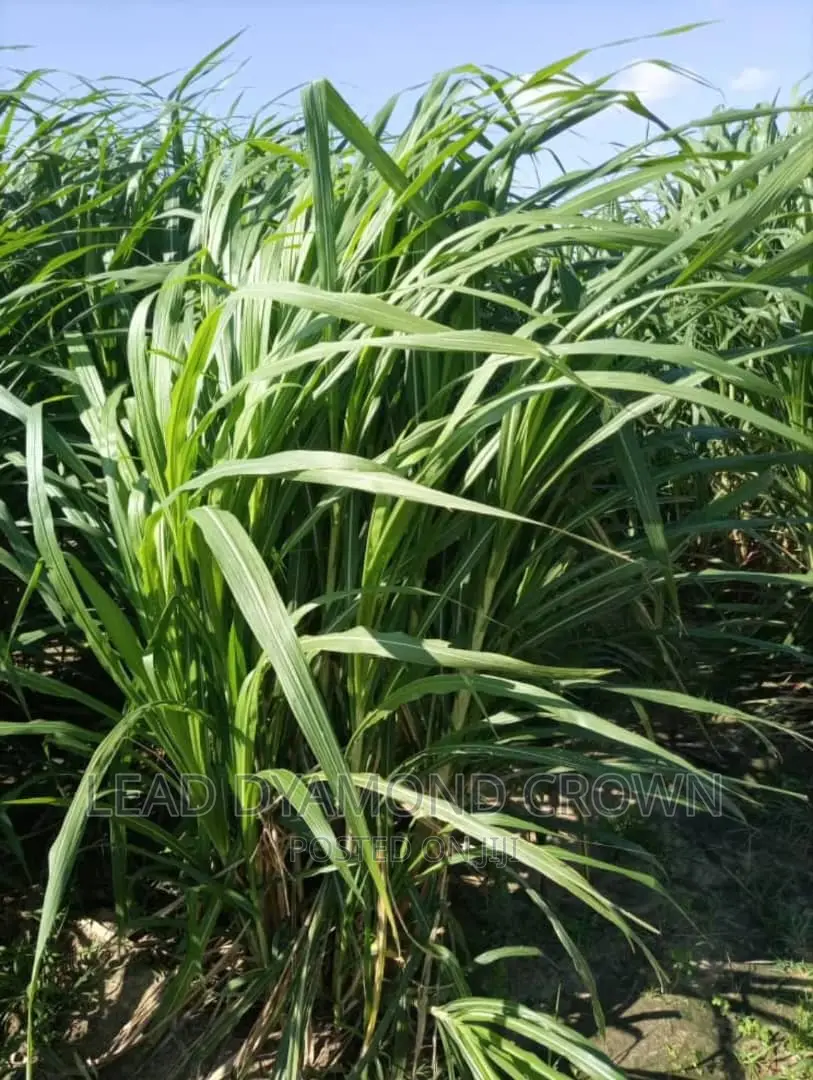 Super Napier Cuttings