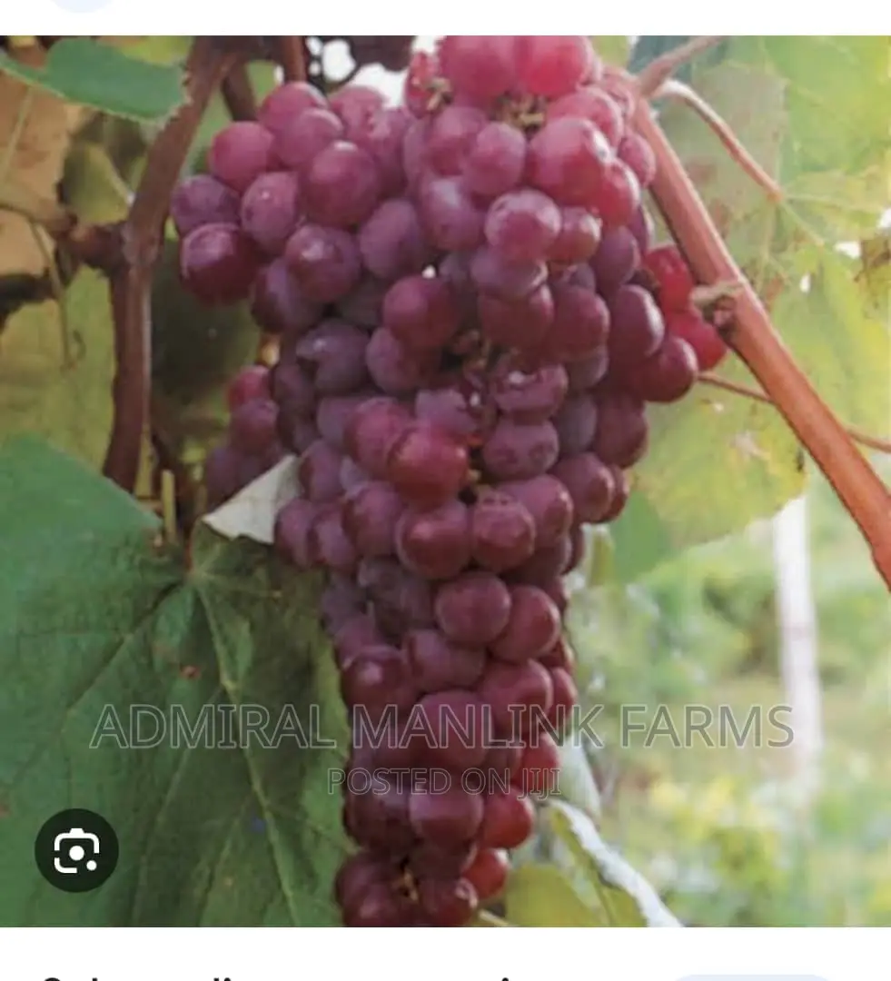 Grapevine Seedlings