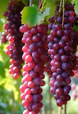 Grapevine Seedlings
