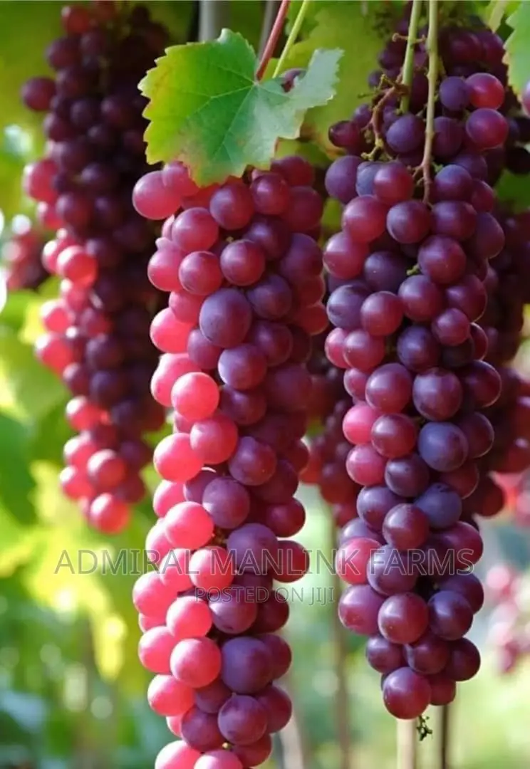 Grapevine Seedlings