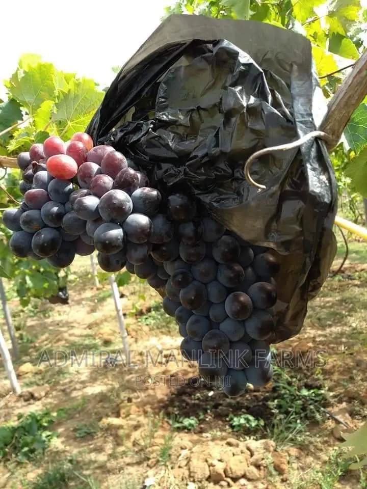 Grapevine Seedlings