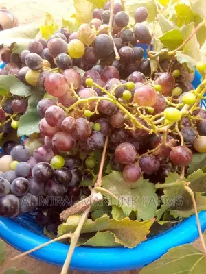 Grapevine Seedlings