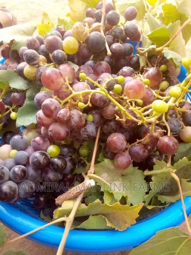 Grapevine Seedlings
