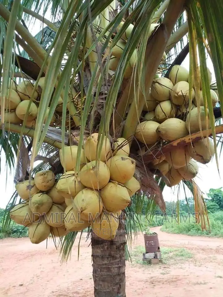 Dwarf Coconut Seedlings