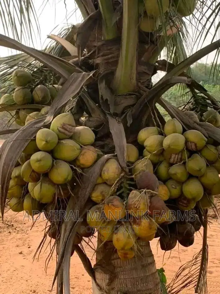 Dwarf Coconut Seedlings