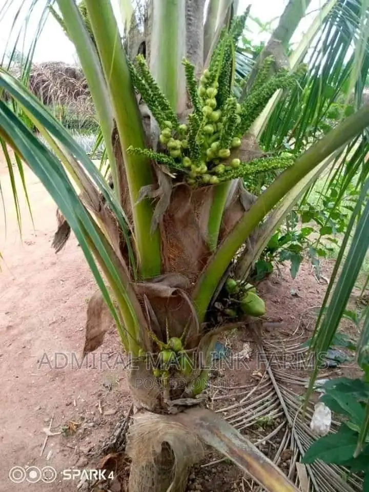 Dwarf Coconut Seedlings