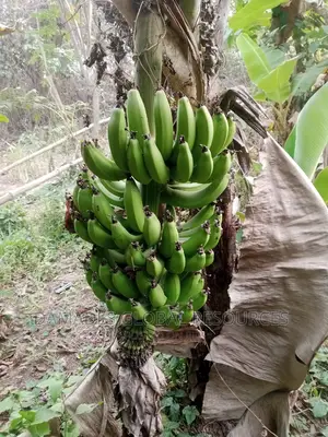Dwarf Banana Suckers