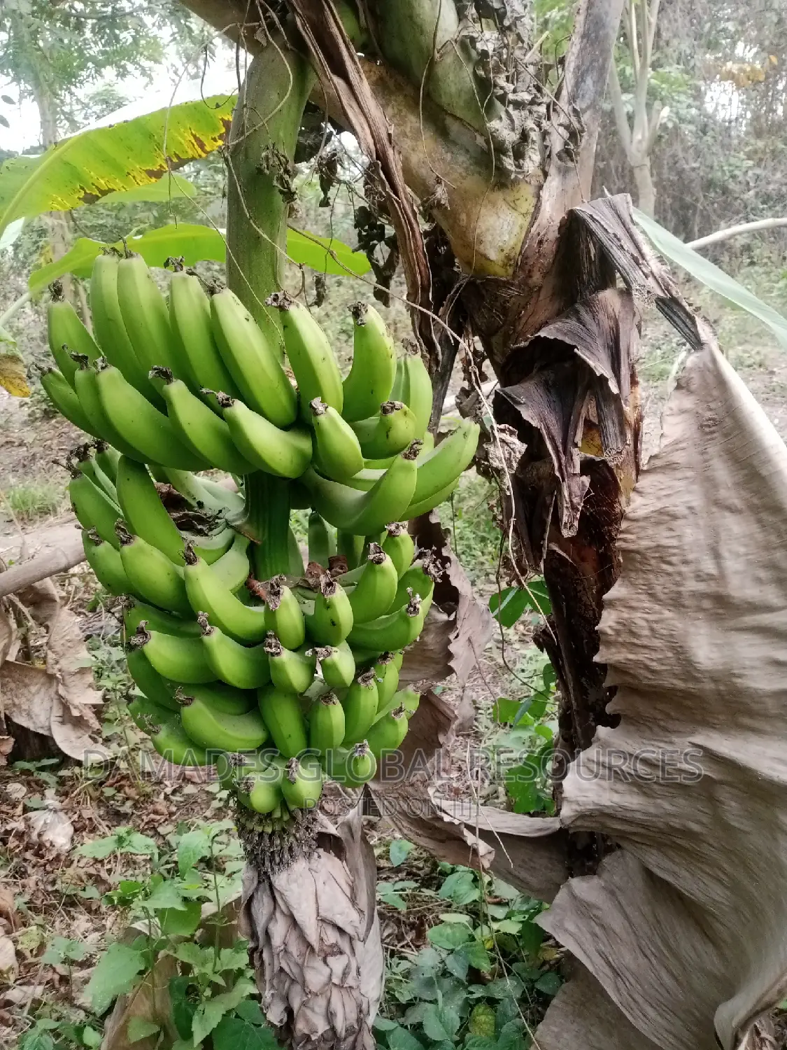 Dwarf Banana Suckers