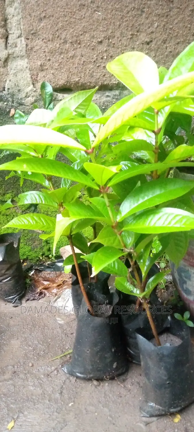 Bell Apple Seedling