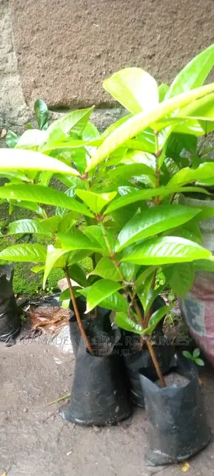 Bell Apple Seedling