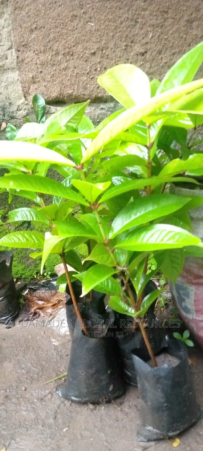 Bell Apple Seedling