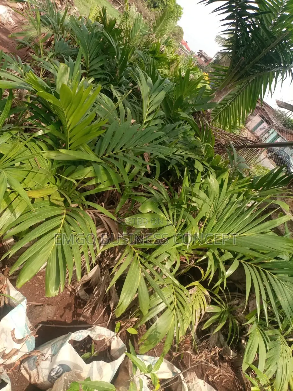 Queen Palms