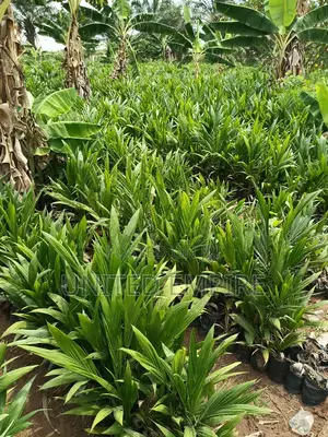 Advance Hybrid Nutrient Tenera Oil Palm Seedlings
