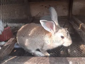 Adult Male Rabbits for Sale