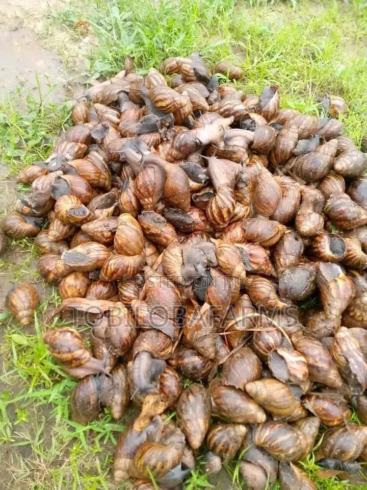 Snail Farming Consultants