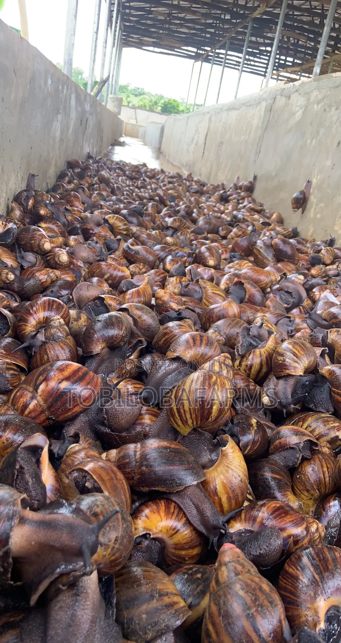 Snail Farming Consultants