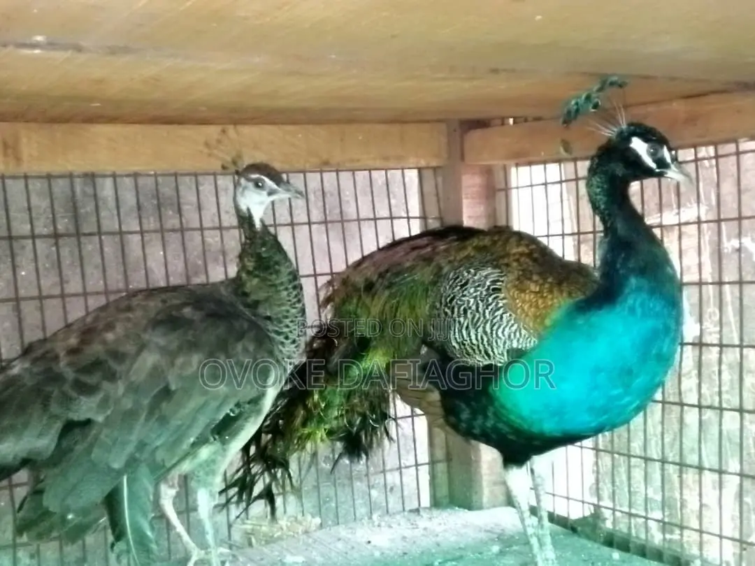 Indian Peacocks