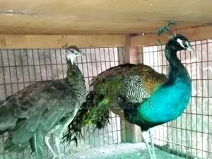 Photo - Indian Peacocks