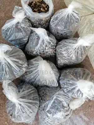 Oil Palm Sprouted Nut_500 Seeds