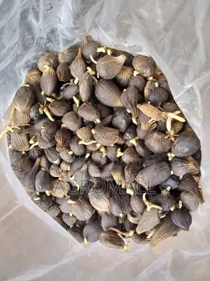 Oil Palm Sprouted Nut_500 Seeds